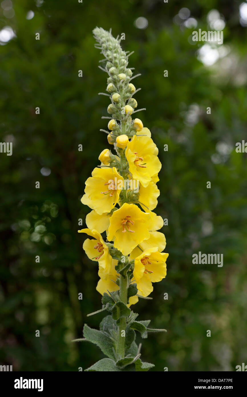 Mullein Flower High Resolution Stock Photography And Images Alamy