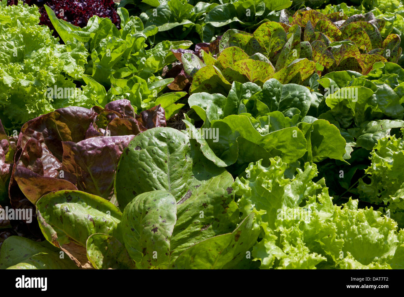 Different types of lettuce full frame Stock Photo