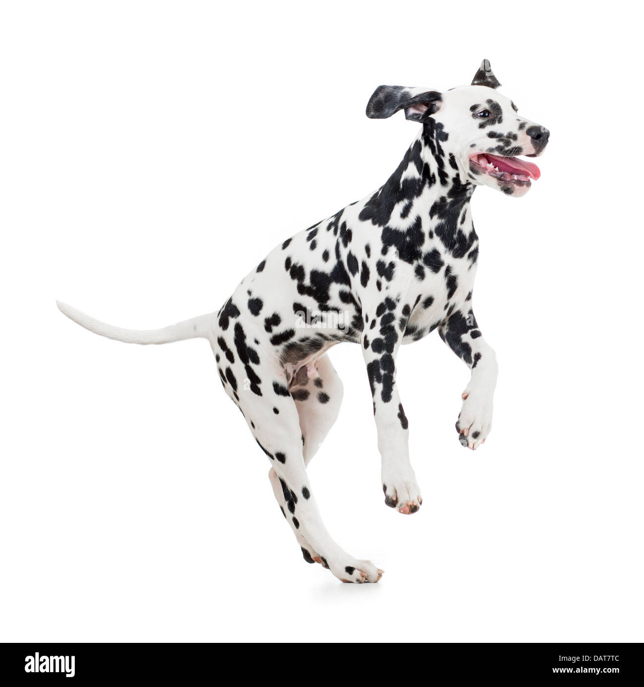 jumping Dalmatian dog isolated on white Stock Photo