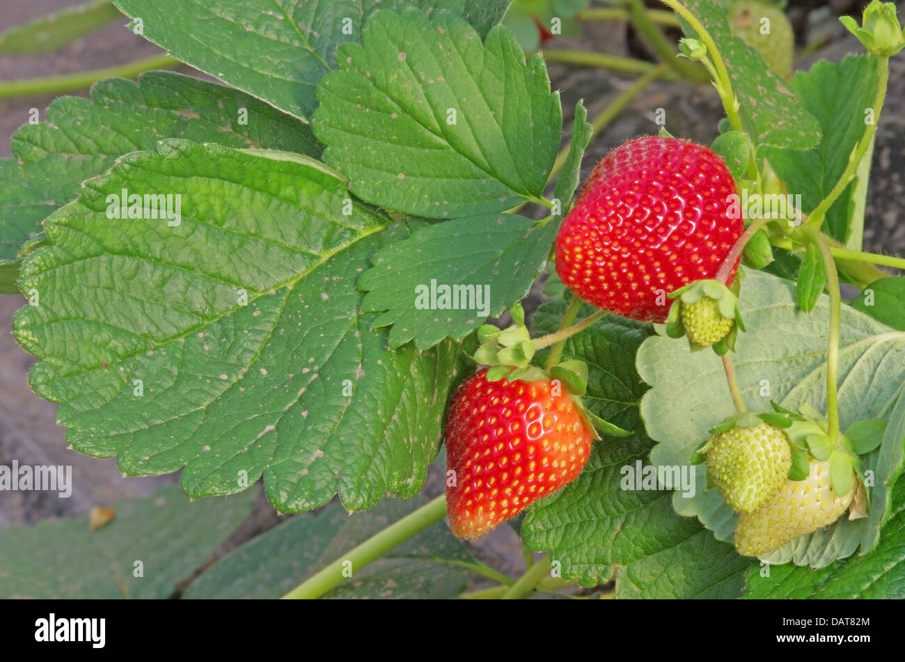 Strawberry plant with green and red fruits Stock Photo - Alamy