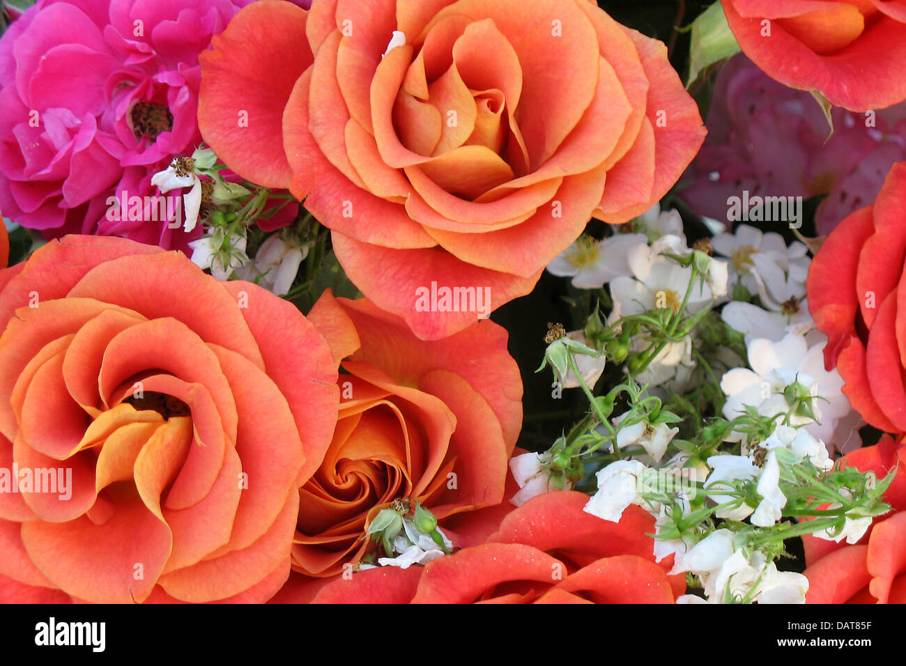 Salmon Roses Closeup Stock Photo Alamy