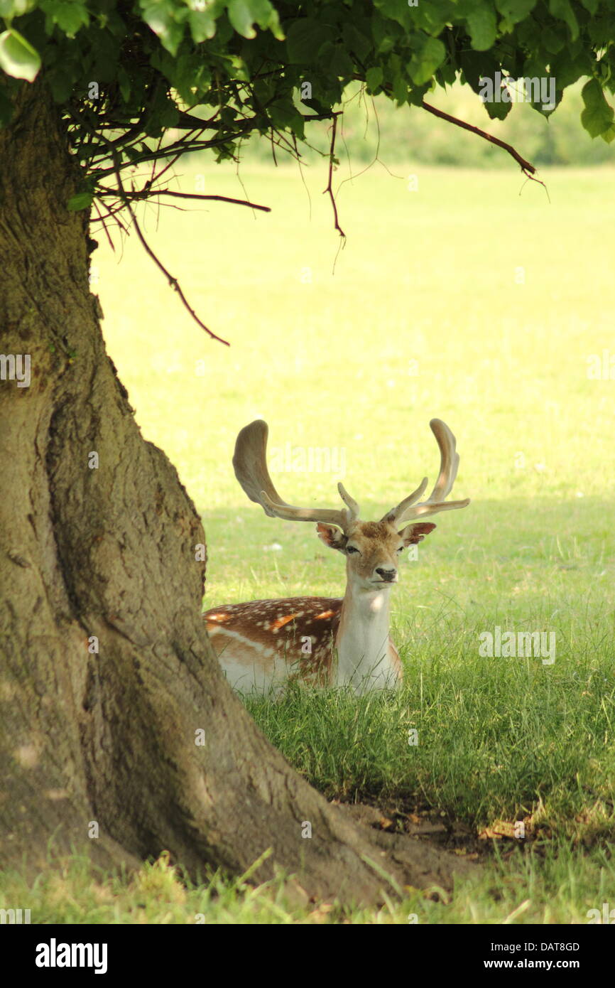 Fallow deer shelter beneath in the parkland that surrounds Chatsworth