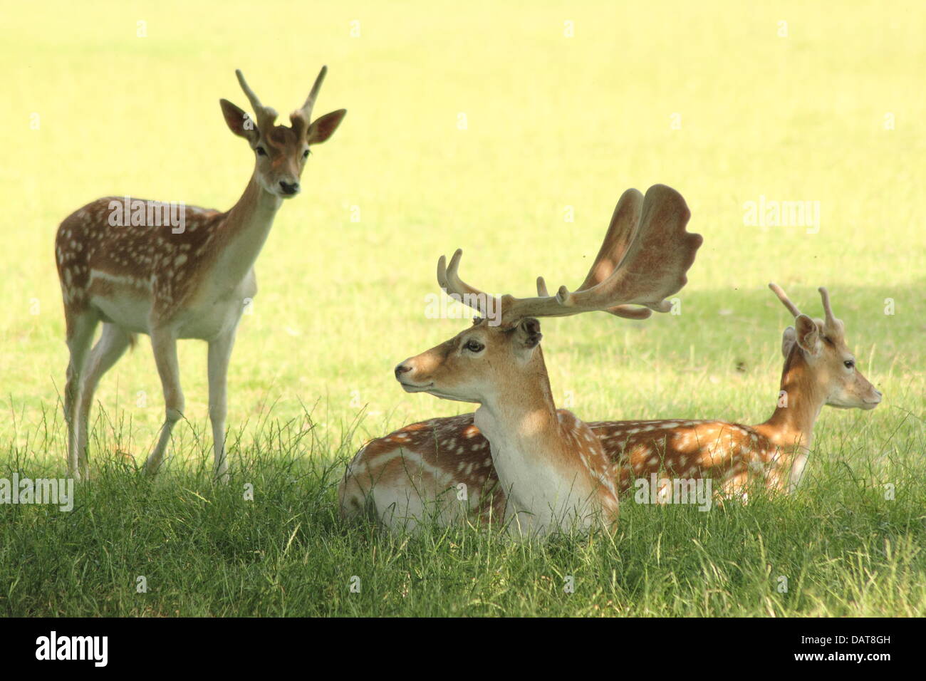 Fallow deer shelter in parkland surrounding Chatsworth House in the