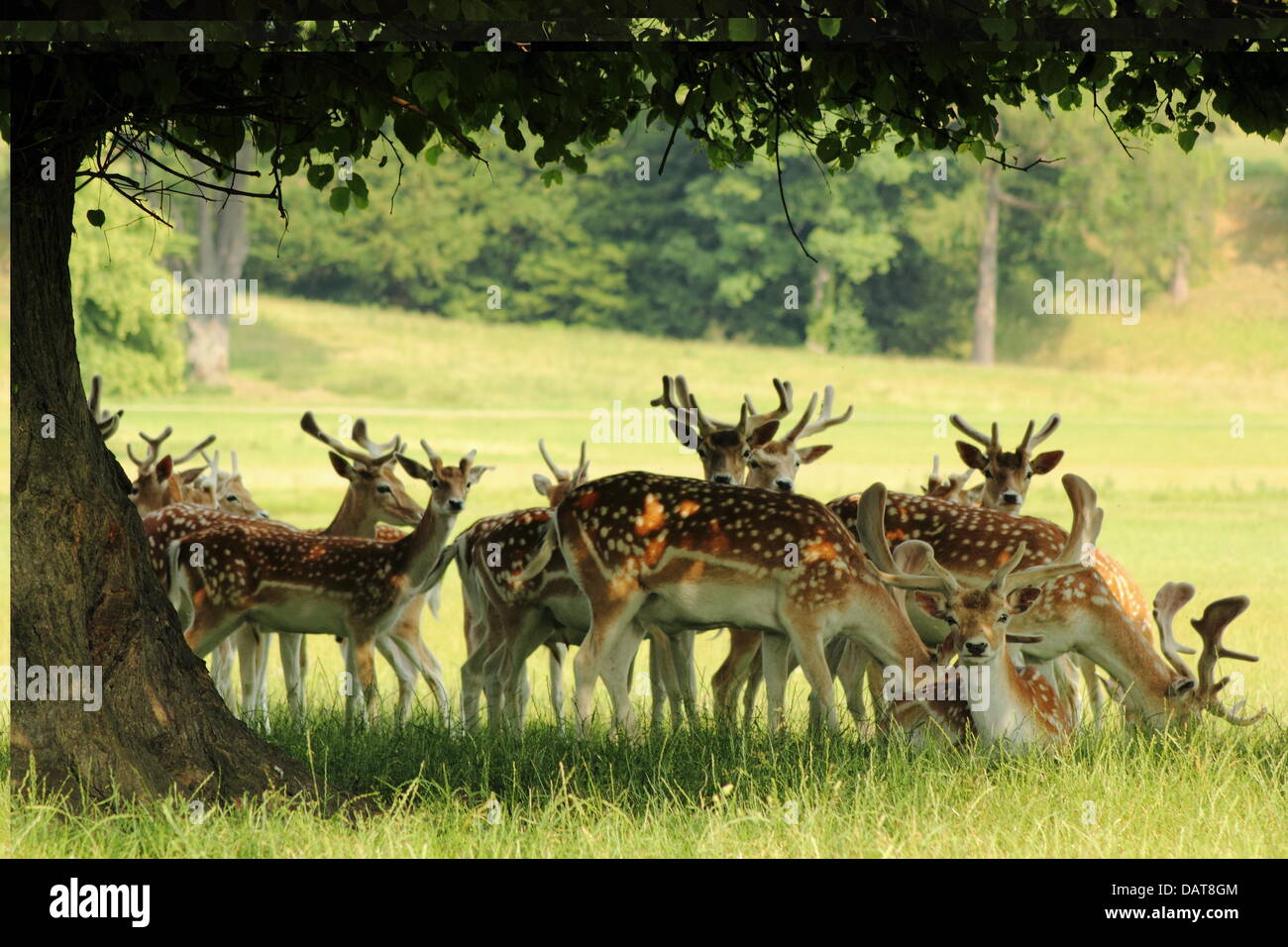 Peak district, UK. 18th July 2013.  Fallow deer take respite from blistering heatwave in shade of a tree at Chatsworth House parkland, Chatsworth Estate, Peak District National Park, Derbyshire, UK. Credit:  Matthew Taylor/Alamy Live News Stock Photo