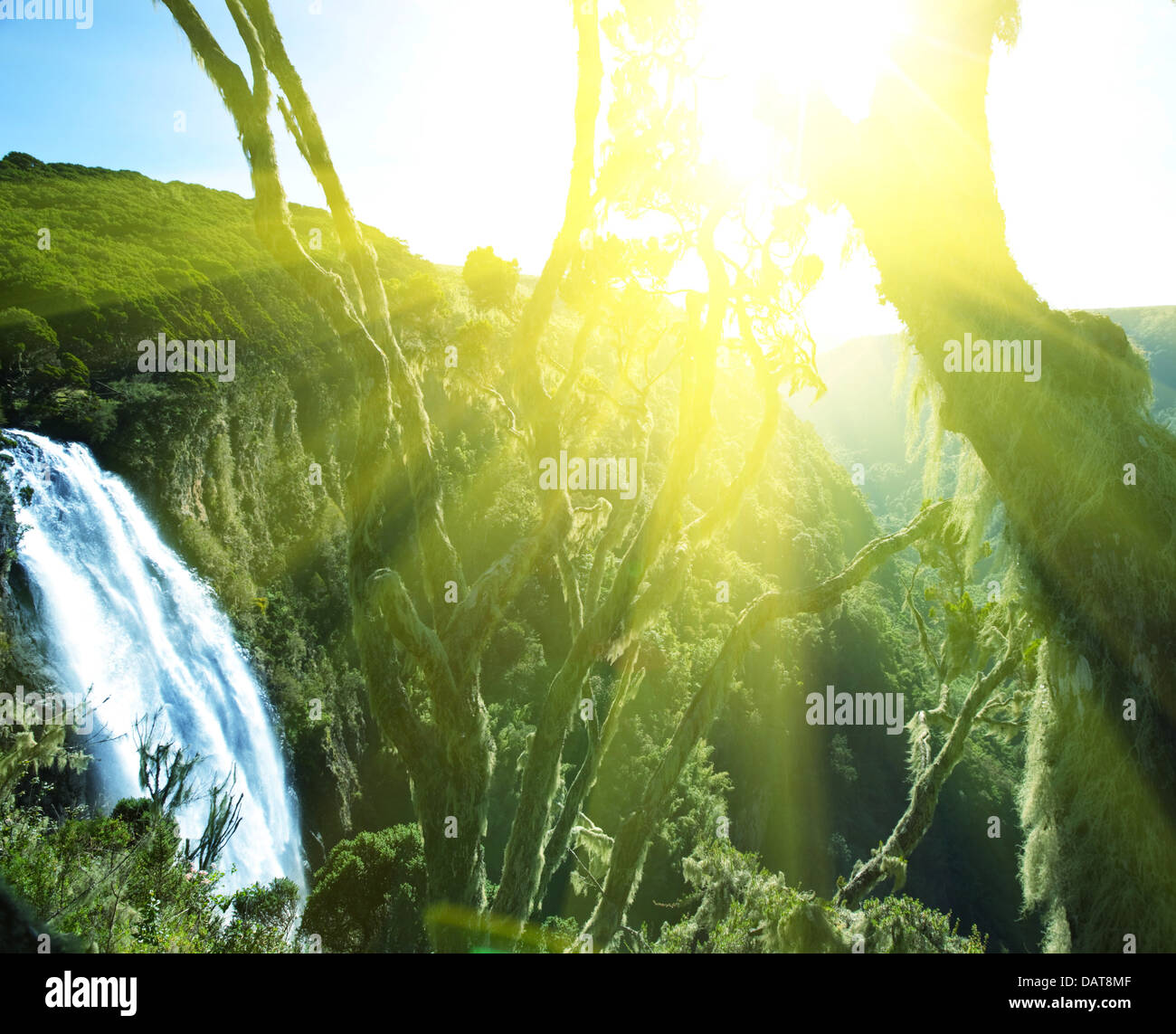 Dense jungle hi-res stock photography and images - Alamy