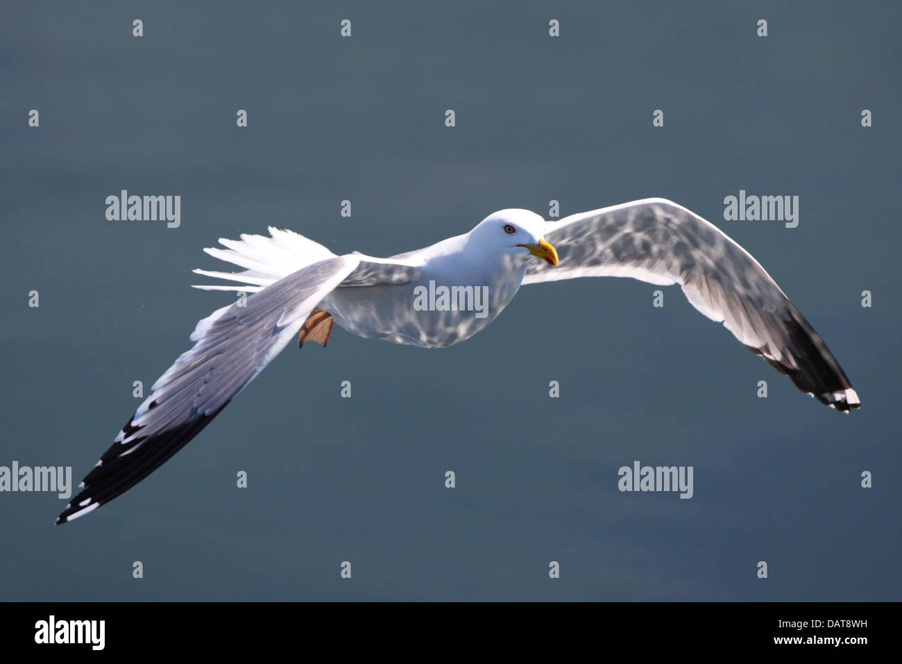 Herring gull (Larus argentatus) and reflection of water below wings. Lake Baikal, Siberia, Europe Stock Photo