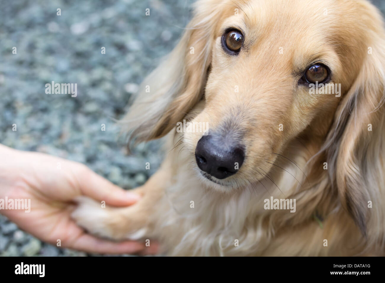 Friendship between human and dog - shaking hand and paw (blond miniature long hair dachshund) Stock Photo