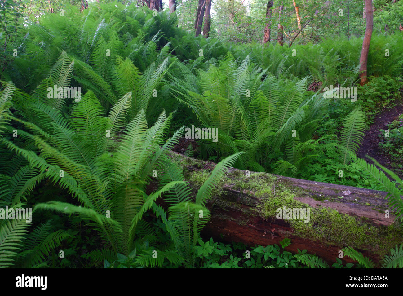 Fresh green spring ferns in Saka cliff forest, Estonia Stock Photo