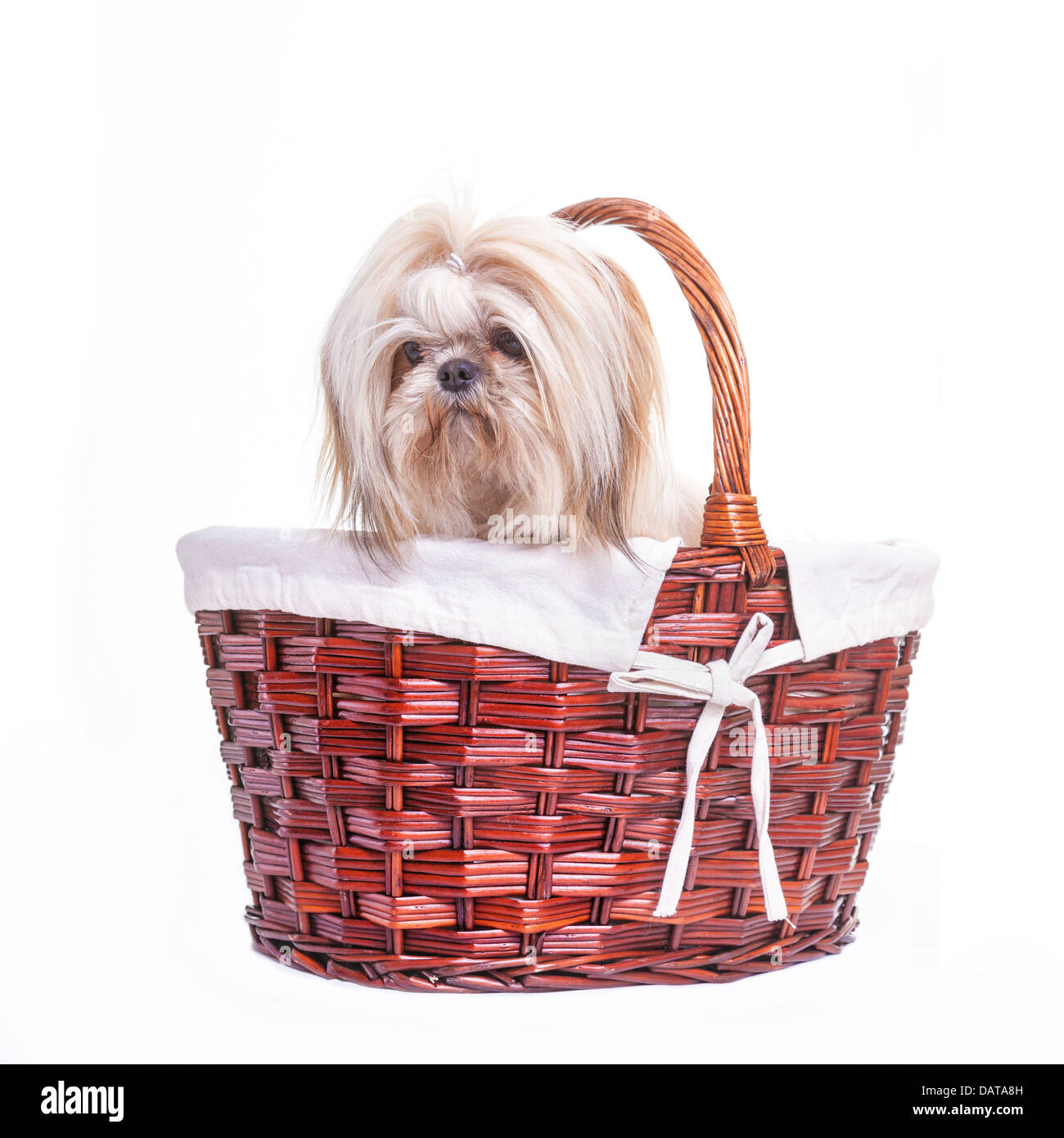 wicker basket dog stock photos wicker basket dog stock tinsel town christmas