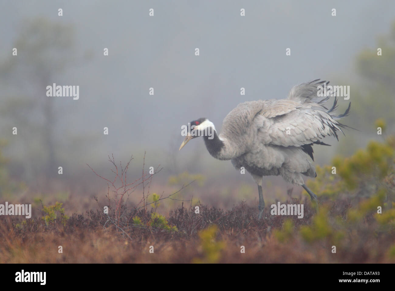 Common Crane (Grus grus) in bog. Europe Stock Photo