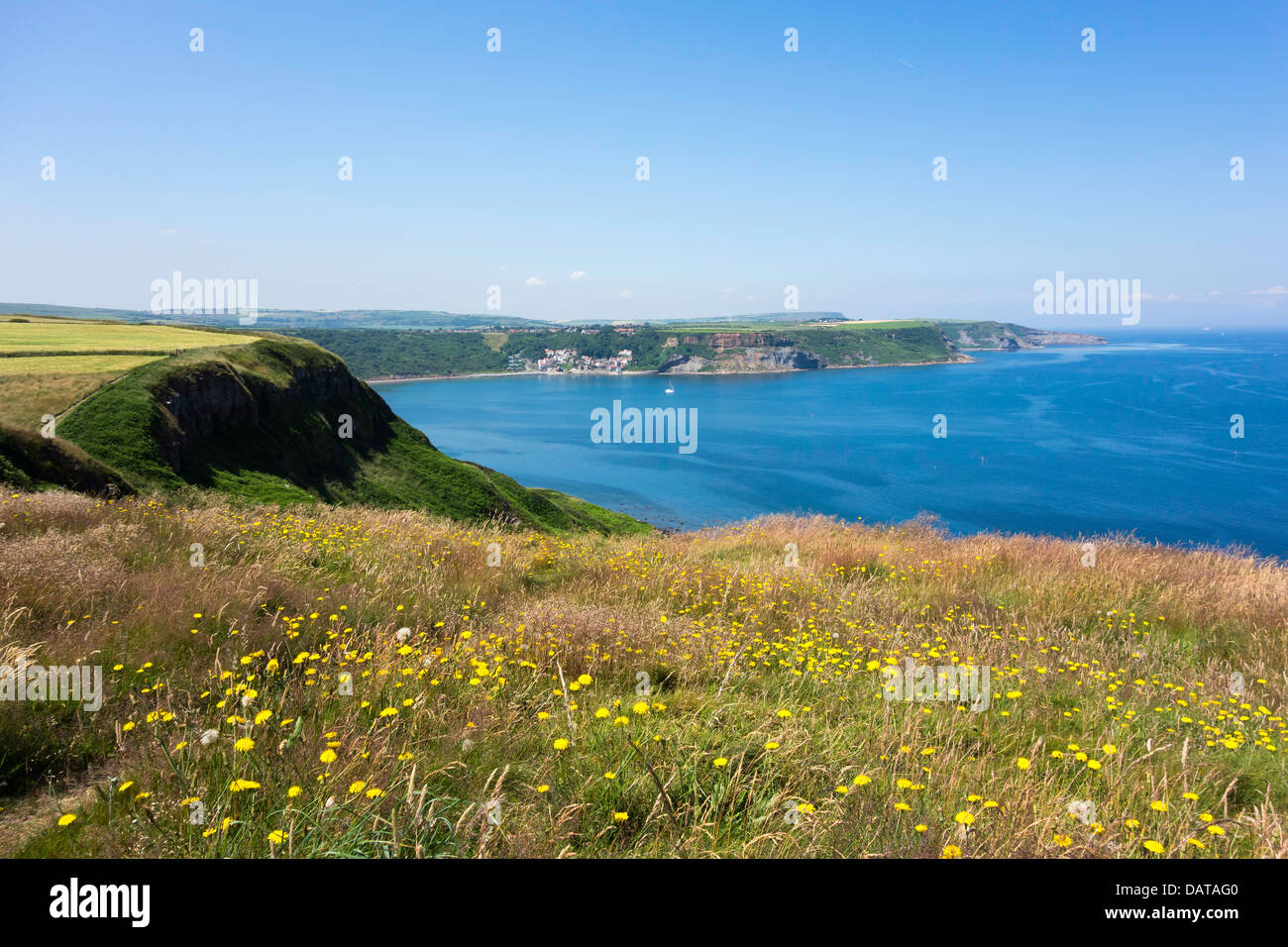 Wild flowers on the cliff top at Kettleness overlooking Runswick Bay North Yorkshire Stock Photo