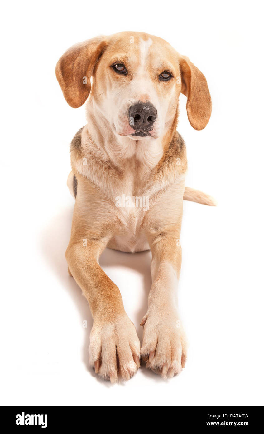 American Foxhound Yellow Lab Mix