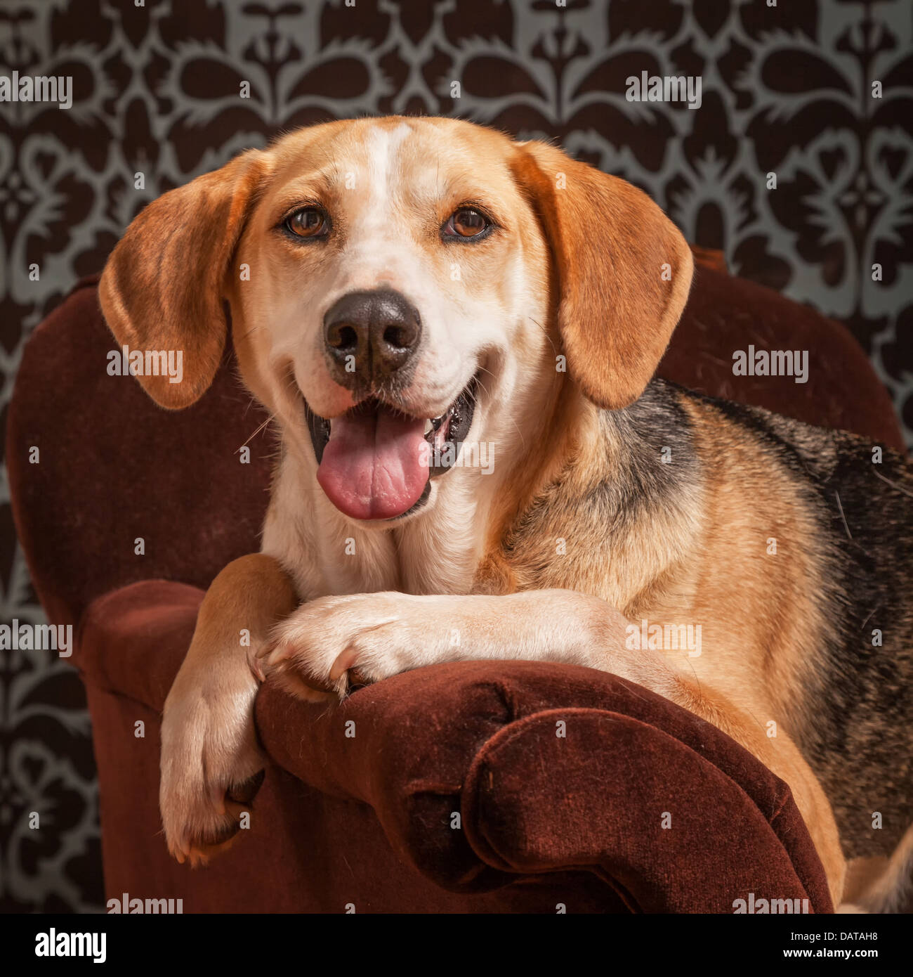 Portrait of a foxhound beagle cross. Stock Photo