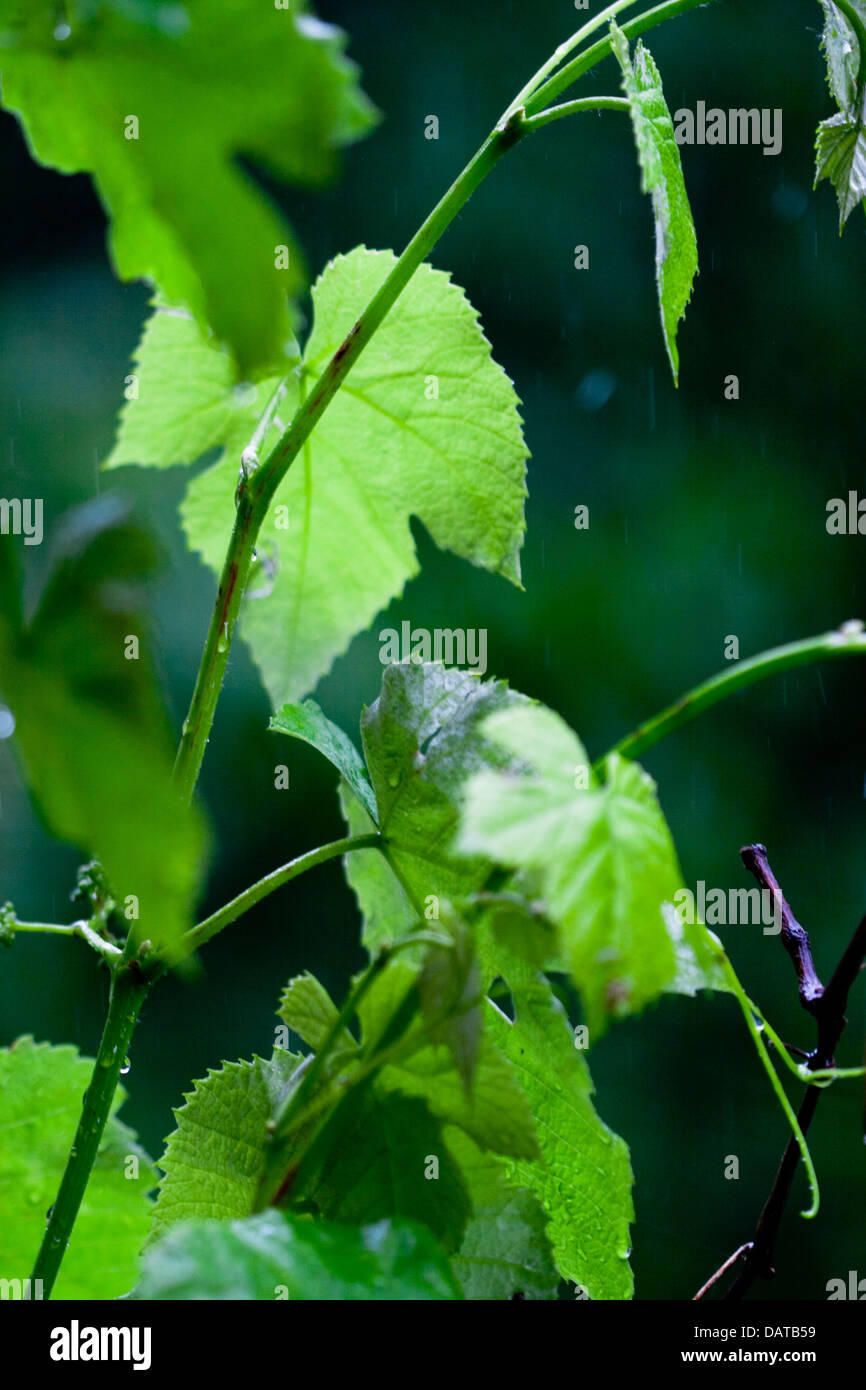 Culture leaves hi-res stock photography and images - Alamy