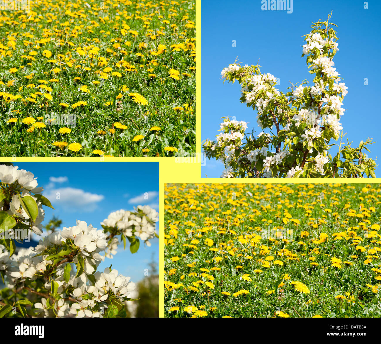 Green field dandelions plants hi-res stock photography and images - Alamy