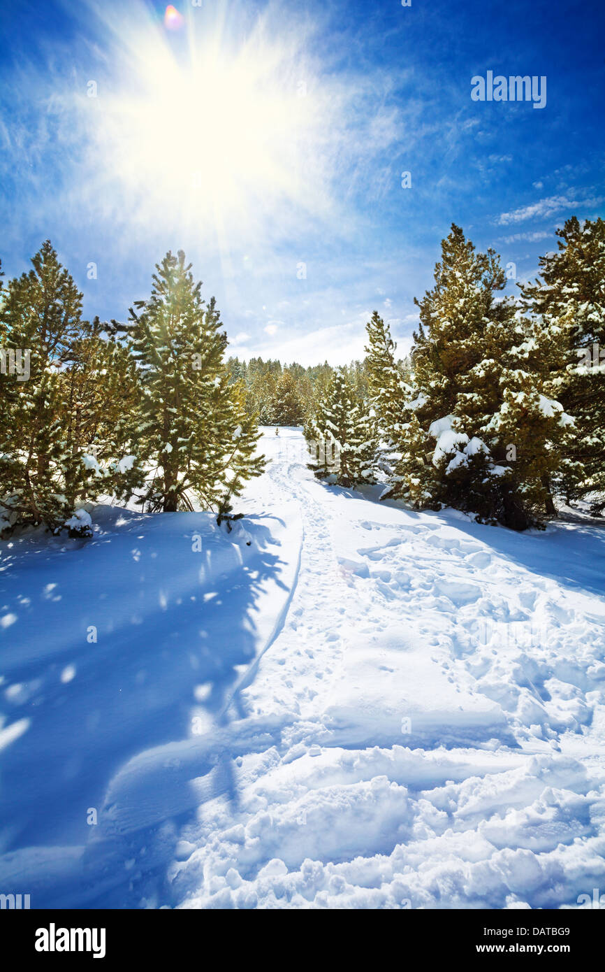 Snow path in snowy mountain forest with pines and spruce trees Stock ...
