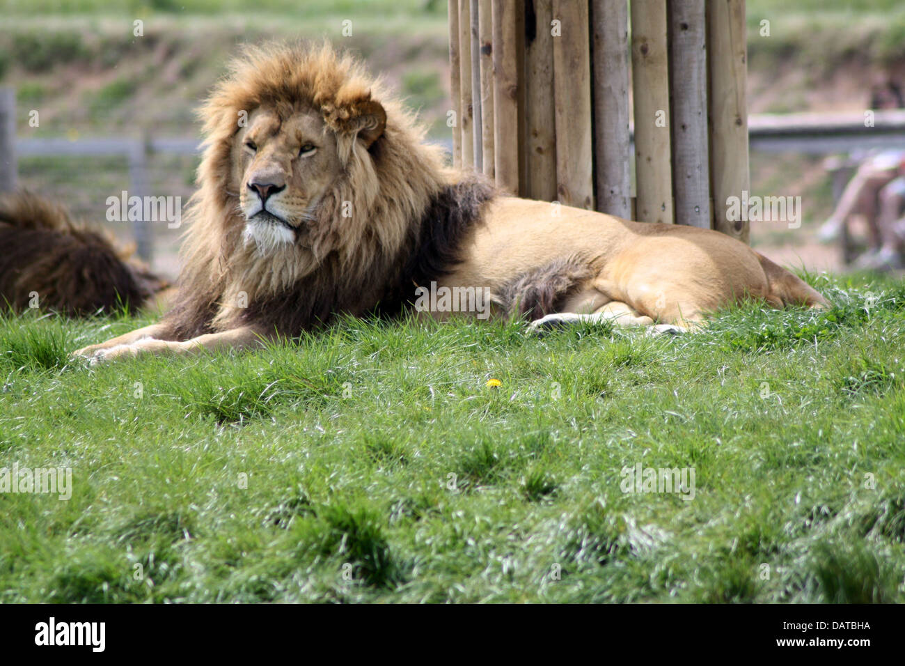 Stunning lion hi-res stock photography and images - Alamy