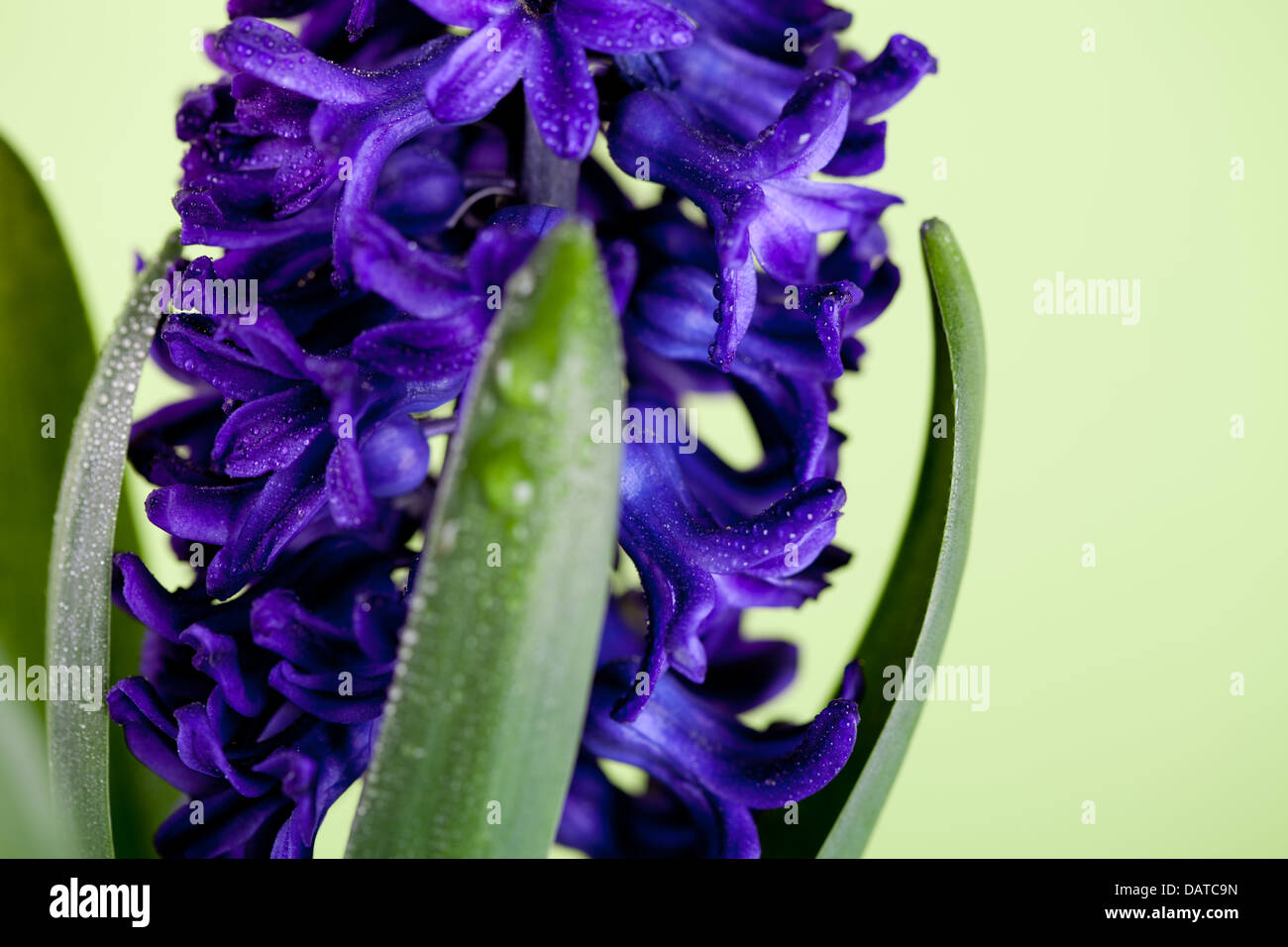 Cobalt Blue Hyacinth main image 0