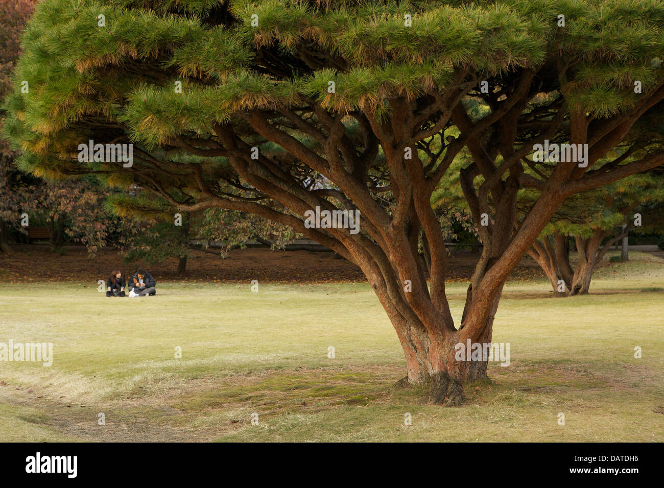 Shinjuku Gyoen National Garden in Tokyo, Japan Stock Photo - Alamy