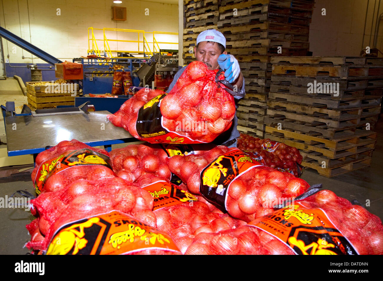 Worker moves packaged onions in Nyssa, Oregon, USA. Stock Photo