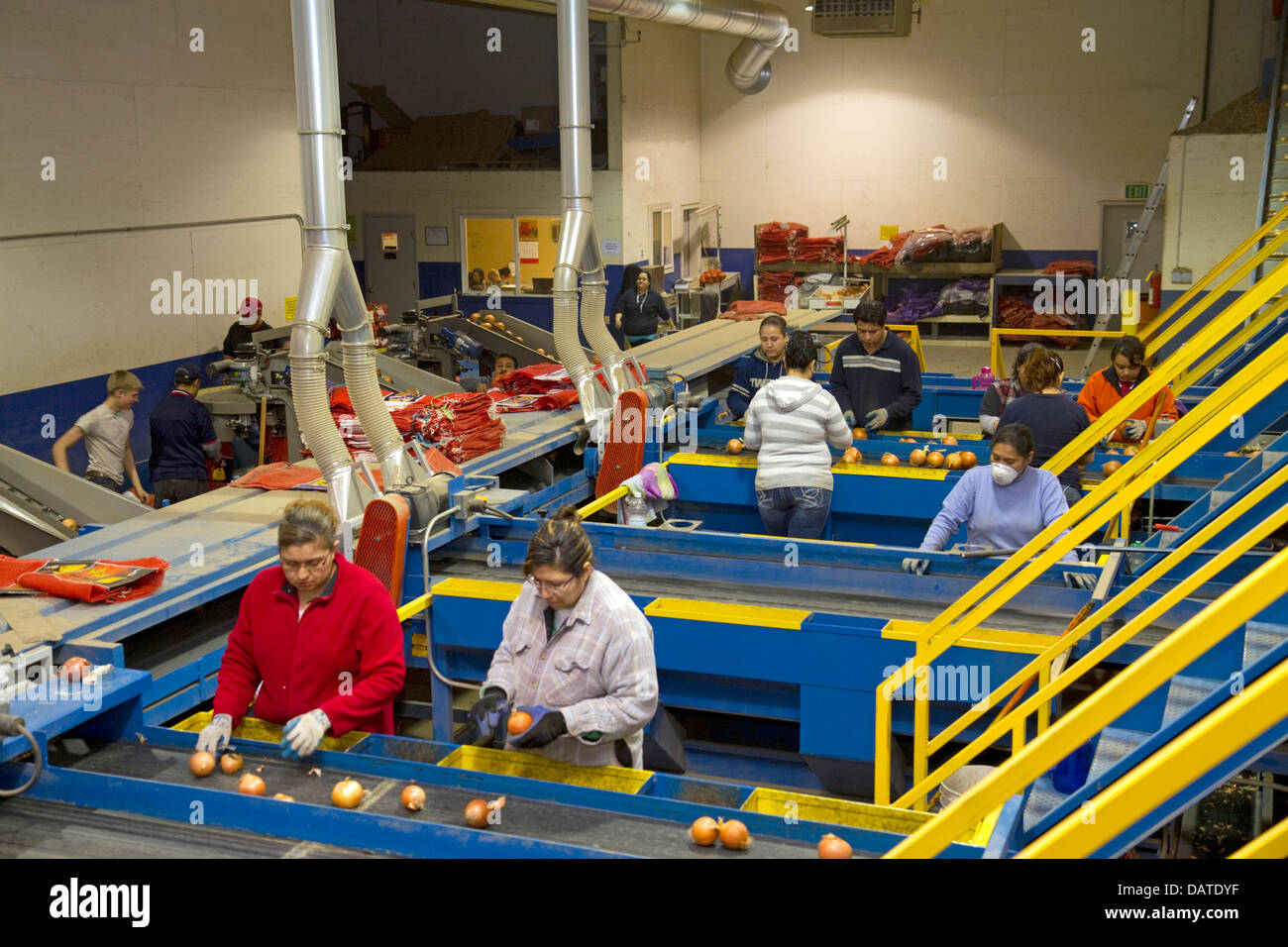 Workers sort, grade, and package onions in Nyssa, Oregon, USA. Stock Photo