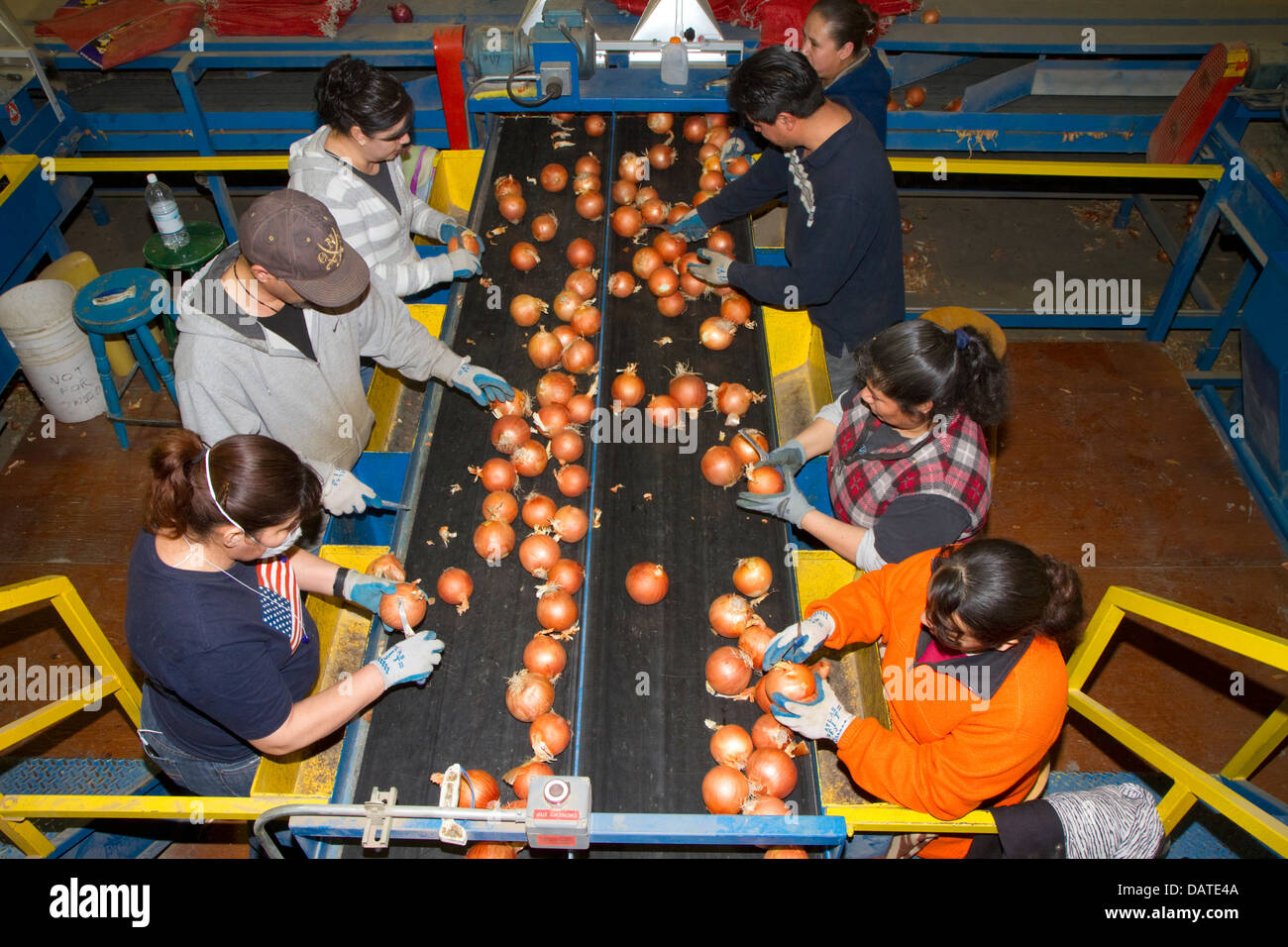 Workers sort, grade, and package onions in Nyssa, Oregon, USA. Stock Photo