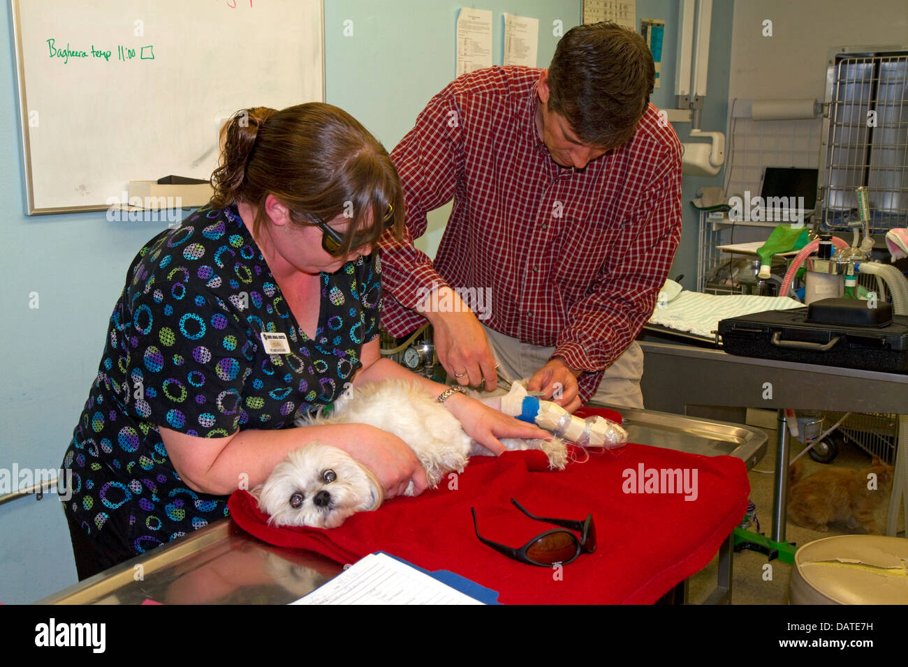 Veterinarian removes bandage on a small dog in Boise, Idaho, USA. Stock Photo