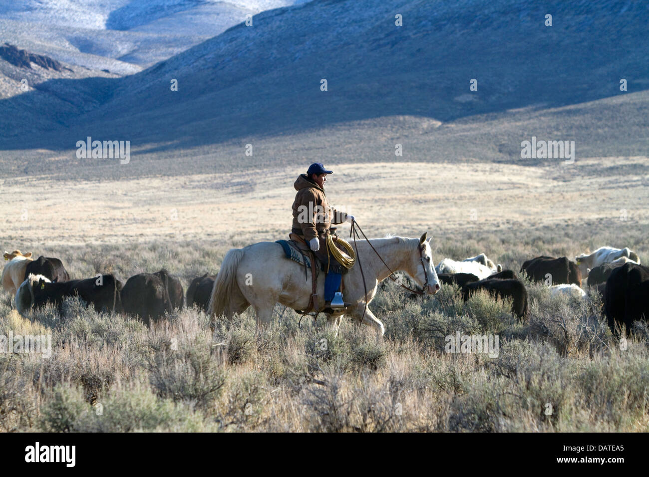 Native american indian cowboy herding cattle near McDermitt, Nevada, USA. Stock Photo