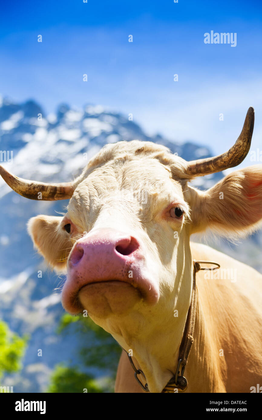 Closeup of beautiful brown cow’s snout with horns on the field looking