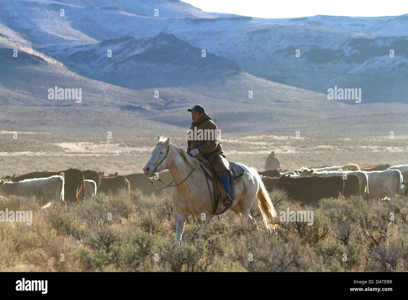 Native american indian cowboy herding cattle near McDermitt, Nevada, USA. Stock Photo