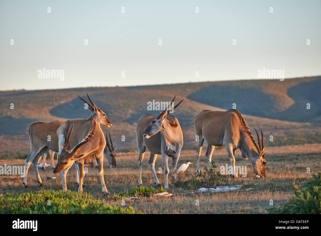 Common eland (Taurotragus oryx), De Hoop Nature Reserve, Western Cape, South Africa Stock Photo