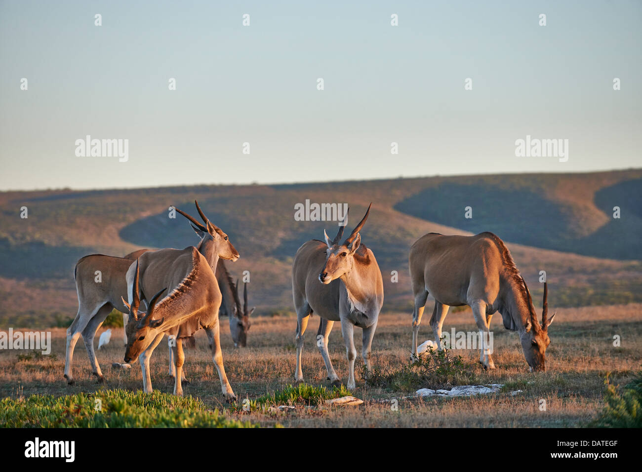 Common eland (Taurotragus oryx), De Hoop Nature Reserve, Western Cape, South Africa Stock Photo