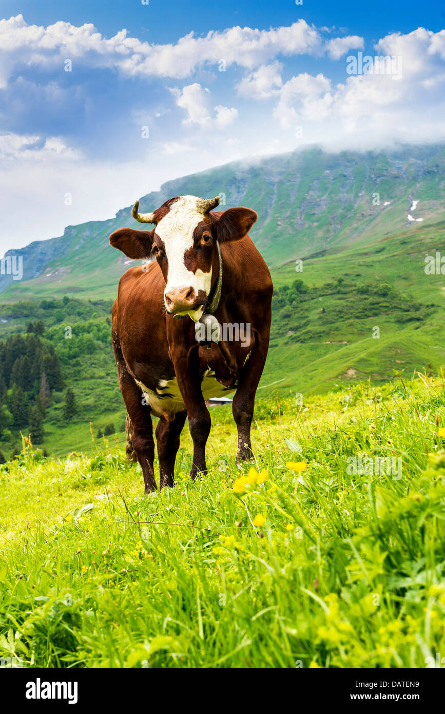 Cow, farm animal in the french alps, Abondance race cow, savy, beaufort sur Doron Stock Photo