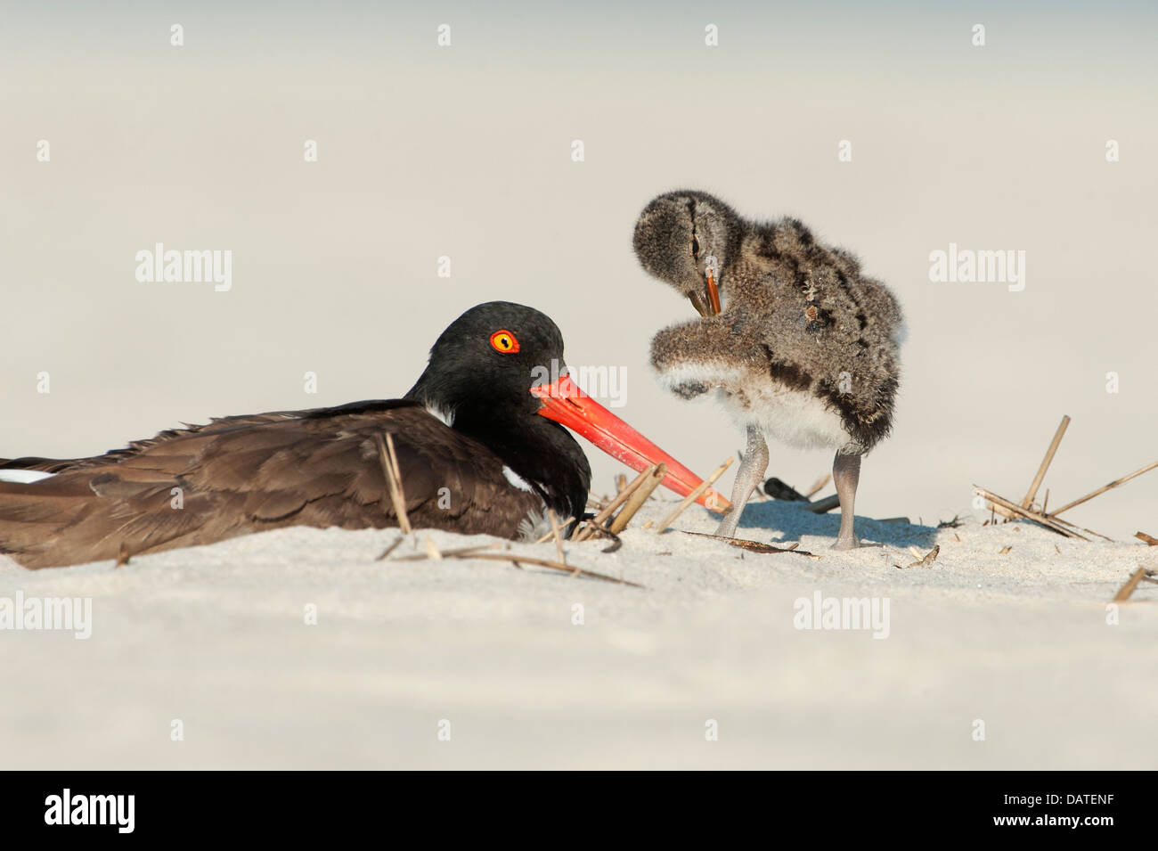 Oystercatcher with chick hires stock photography and images Alamy