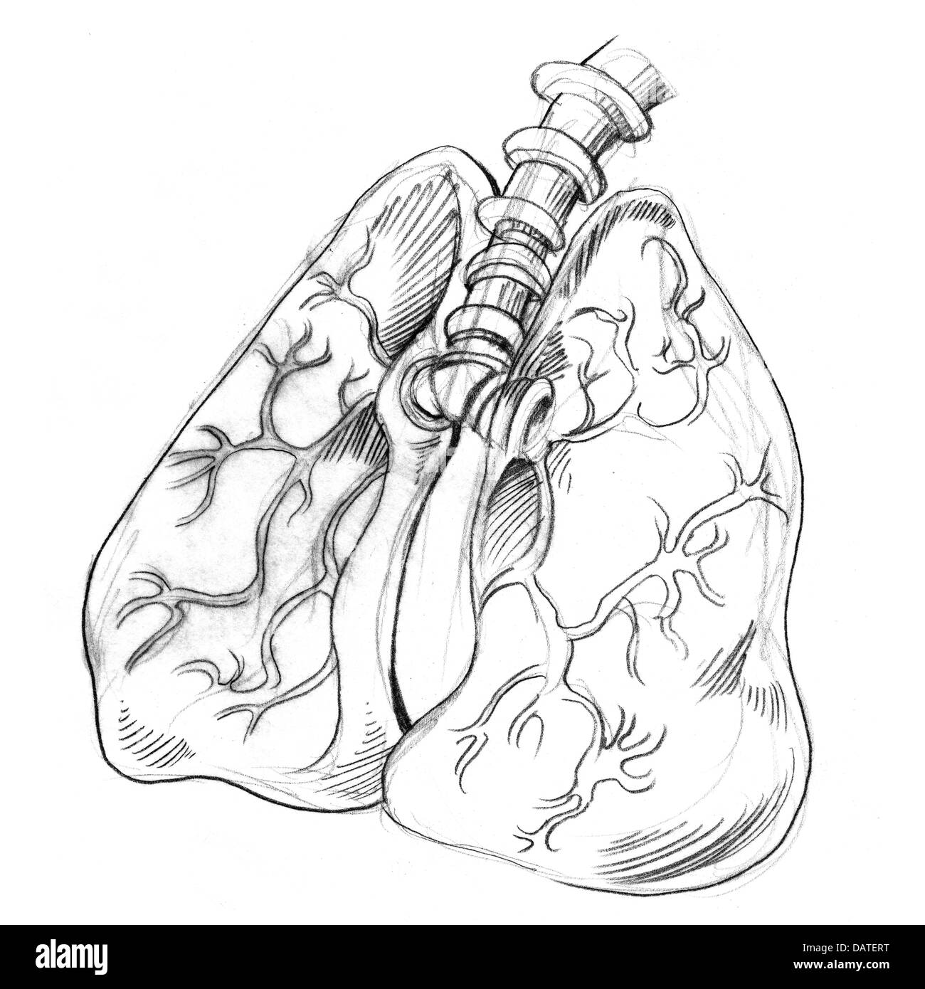 Discover 164+ lungs sketch diagram best