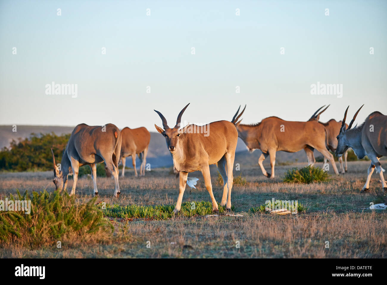 Common eland (Taurotragus oryx), De Hoop Nature Reserve, Western Cape, South Africa Stock Photo