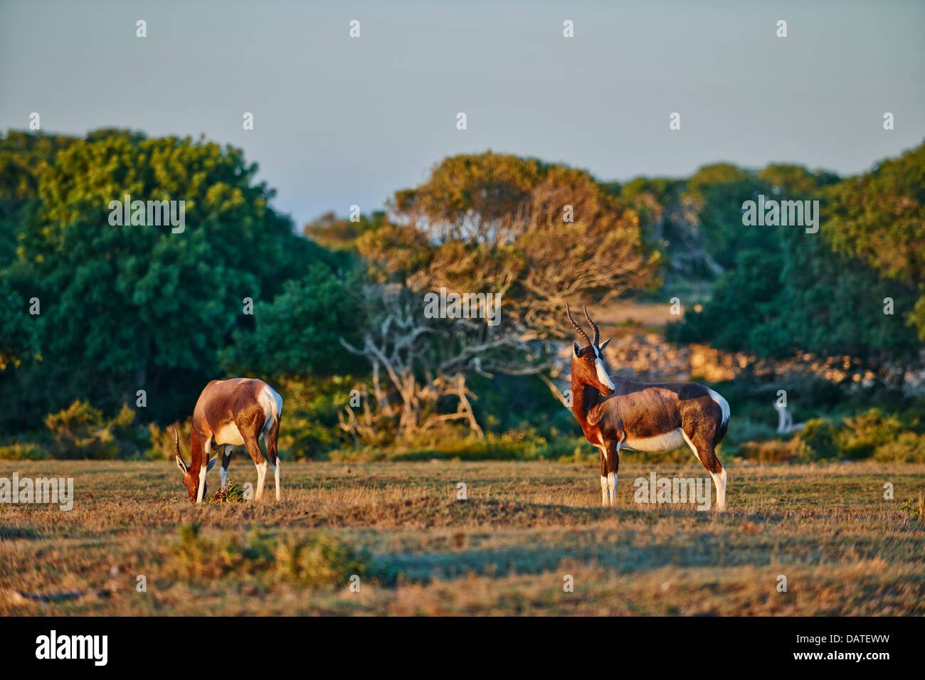 Bontebok (Damaliscus pygargus pygarus), De Hoop Nature Reserve, Western Cape, South Africa Stock Photo