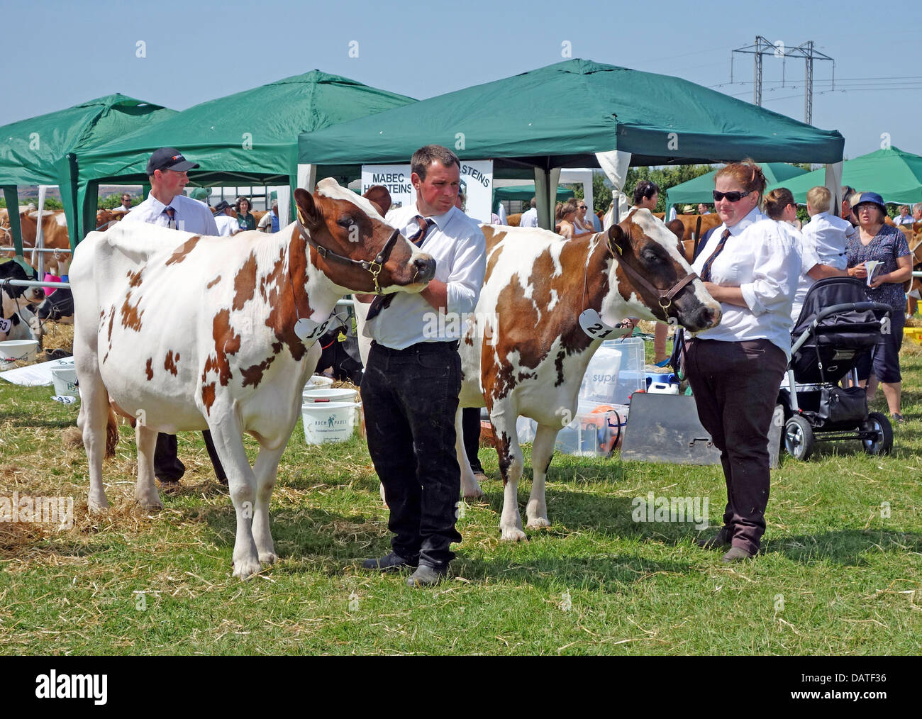 red and white holstein cows being judged at the annual stithians farming and agricultural show in cornwall, uk Stock Photo