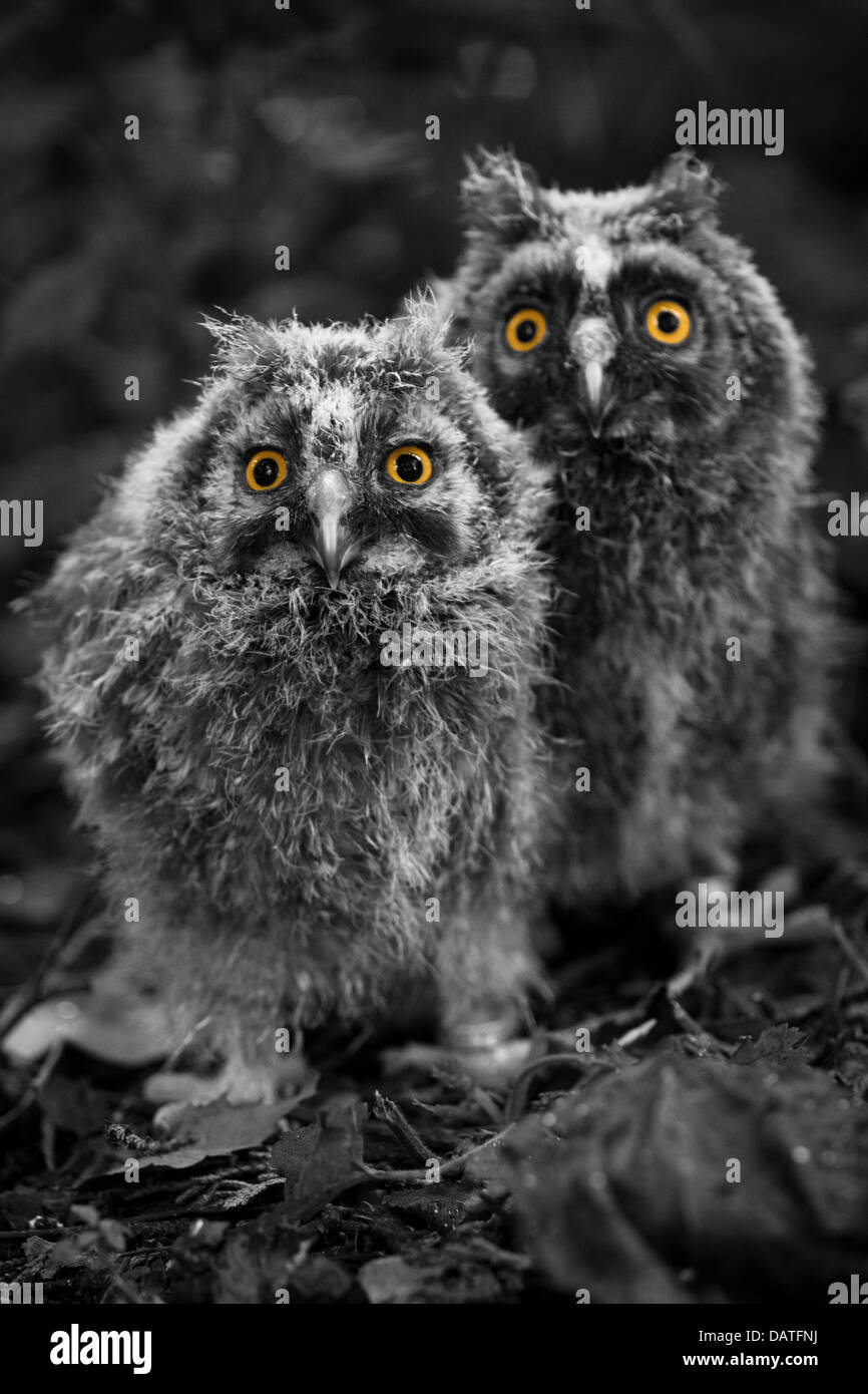 A pair of baby long-eared owls.  Black and white with coloured eyes.  Sitting on leaves Stock Photo