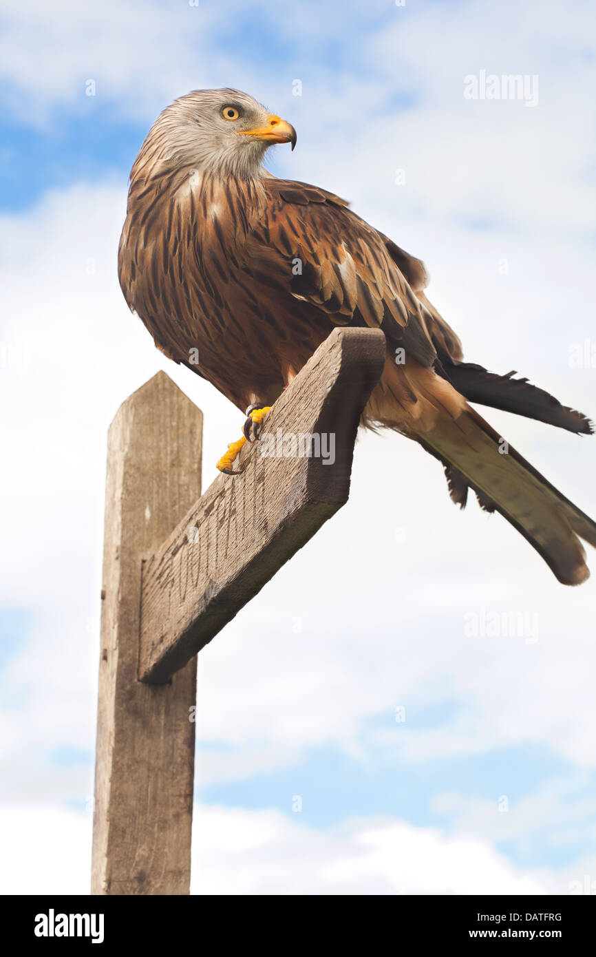 Red Kite Perching on a footpath sign, with beak closed and looking to the side Stock Photo