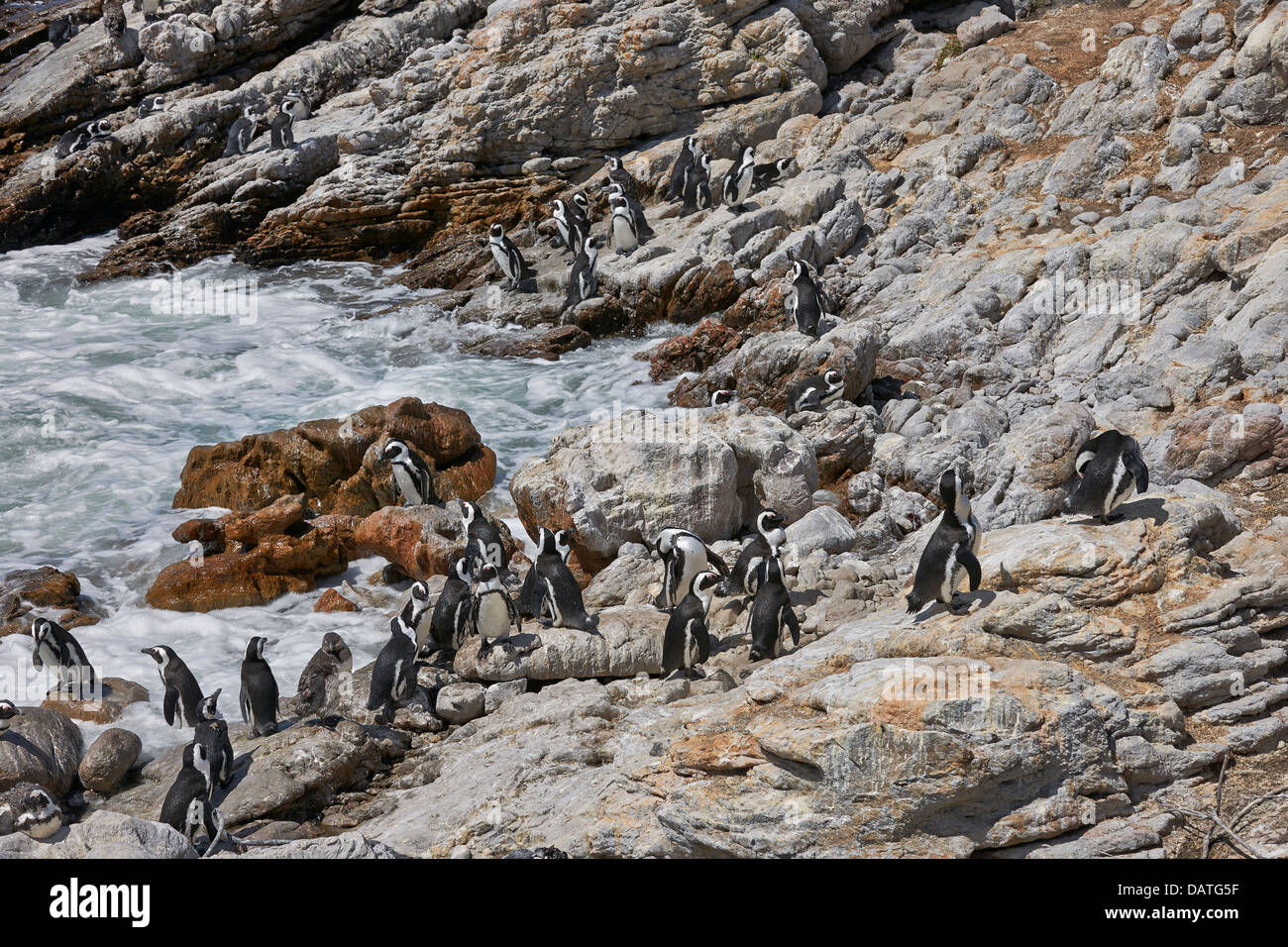 colony of African Penguin, Spheniscus demersus, on rocks of Betty's Bay, Cape Town, Western Cape, South Africa Stock Photo