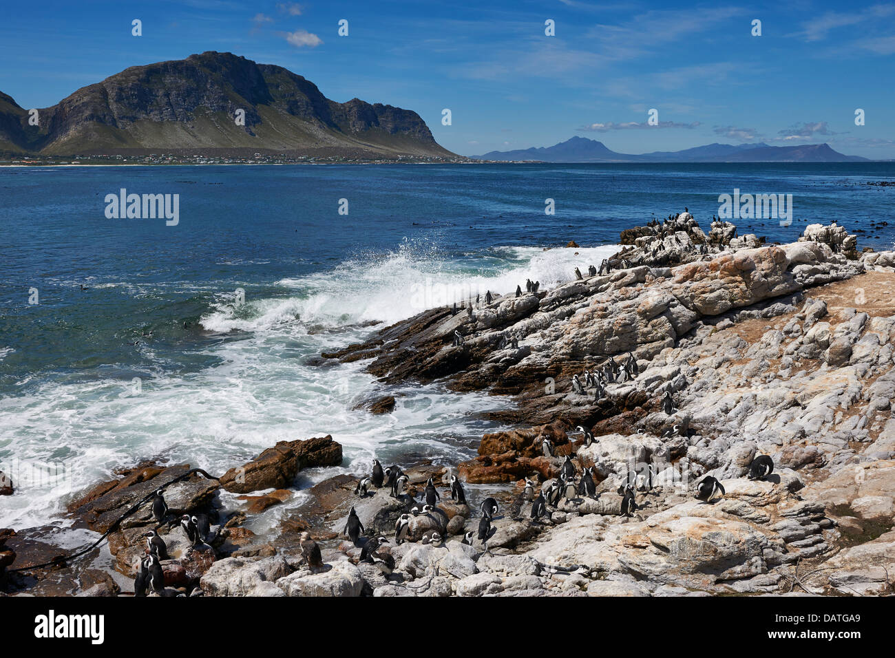 colony of African Penguin, Spheniscus demersus, on rocks of Betty's Bay, Cape Town, Western Cape, South Africa Stock Photo