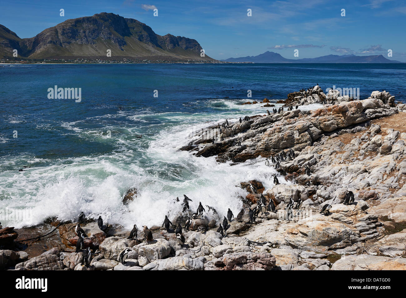 colony of African Penguin, Spheniscus demersus, on rocks of Betty's Bay, Cape Town, Western Cape, South Africa Stock Photo