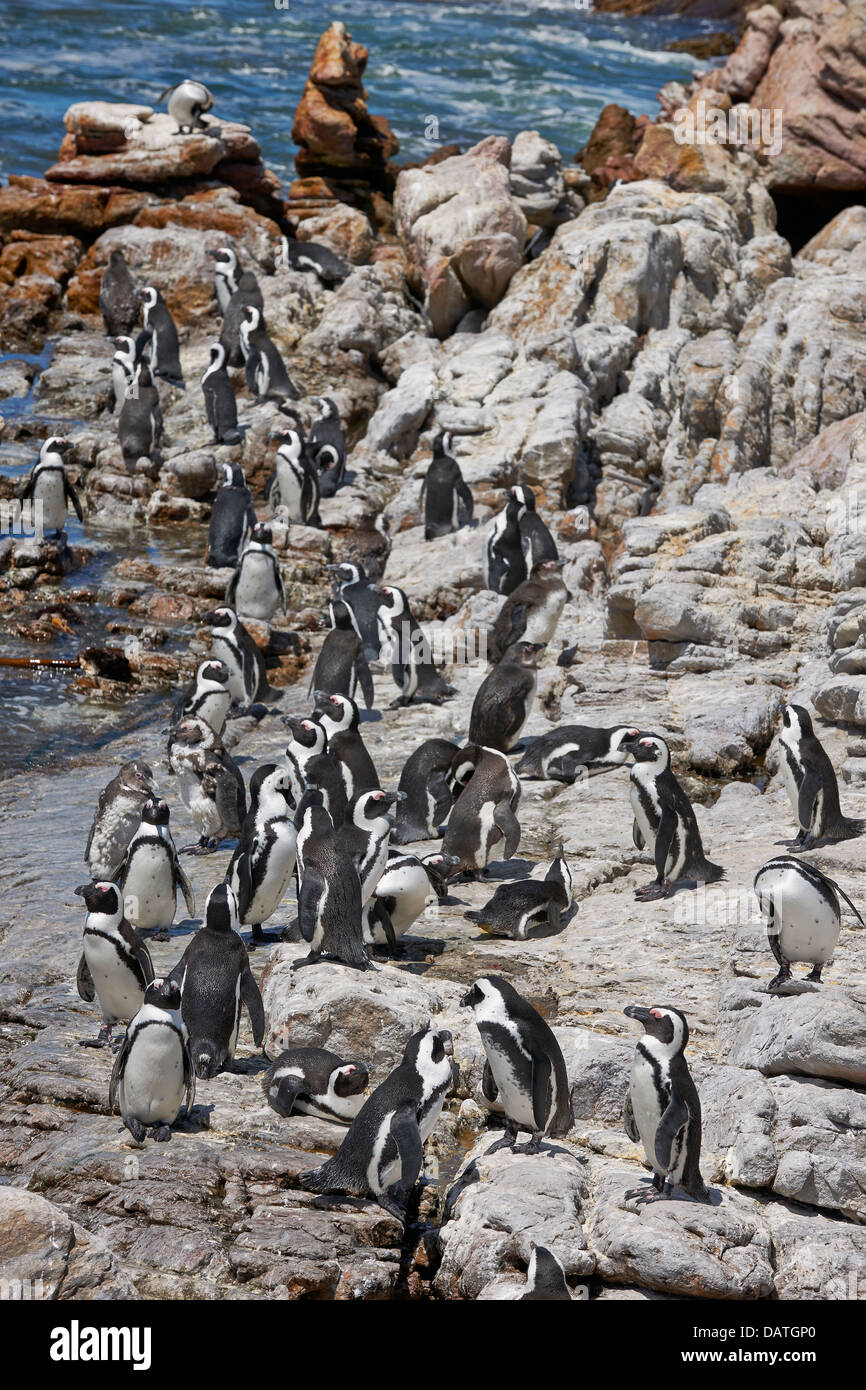 colony of African Penguin, Spheniscus demersus, on rocks of Betty's Bay, Cape Town, Western Cape, South Africa Stock Photo