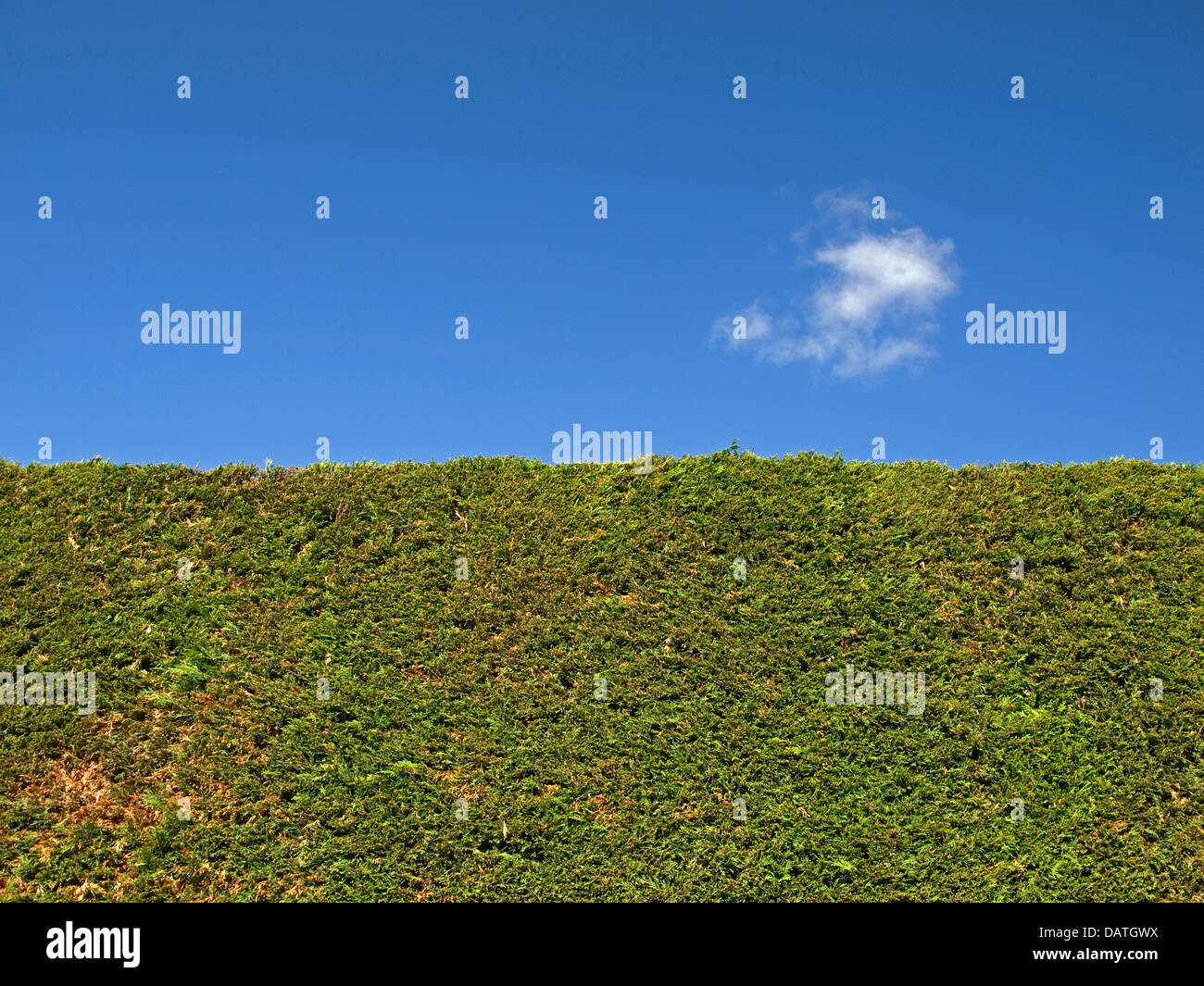 green hedge and blue sky Stock Photo