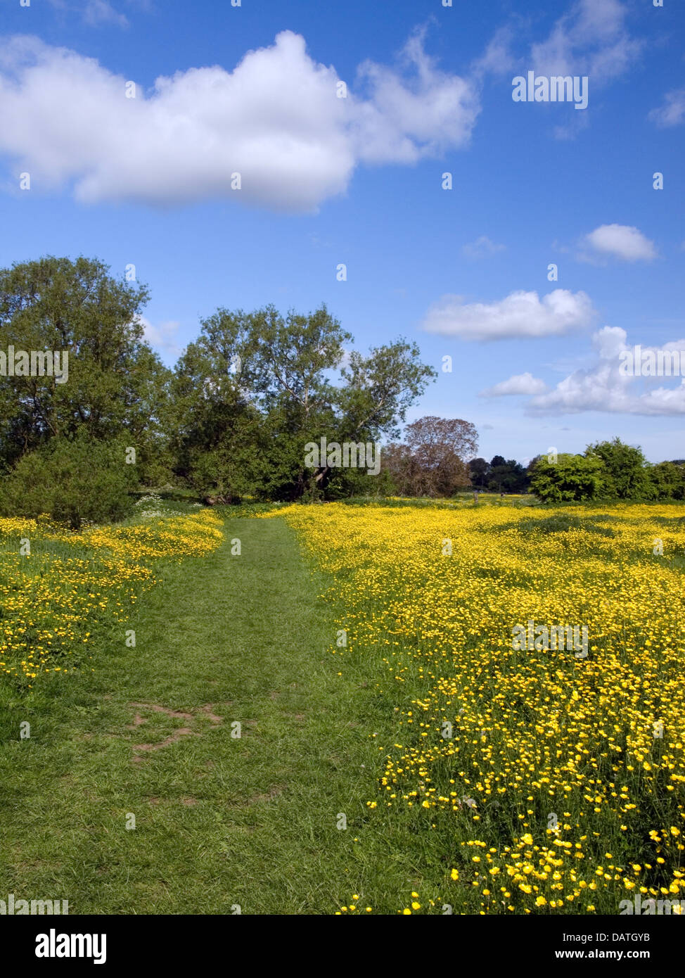 English meadow with buttercups Stock Photo