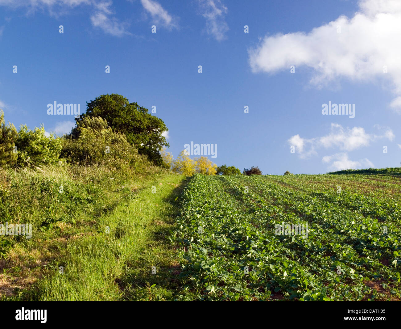 field and hedgerow Stock Photo