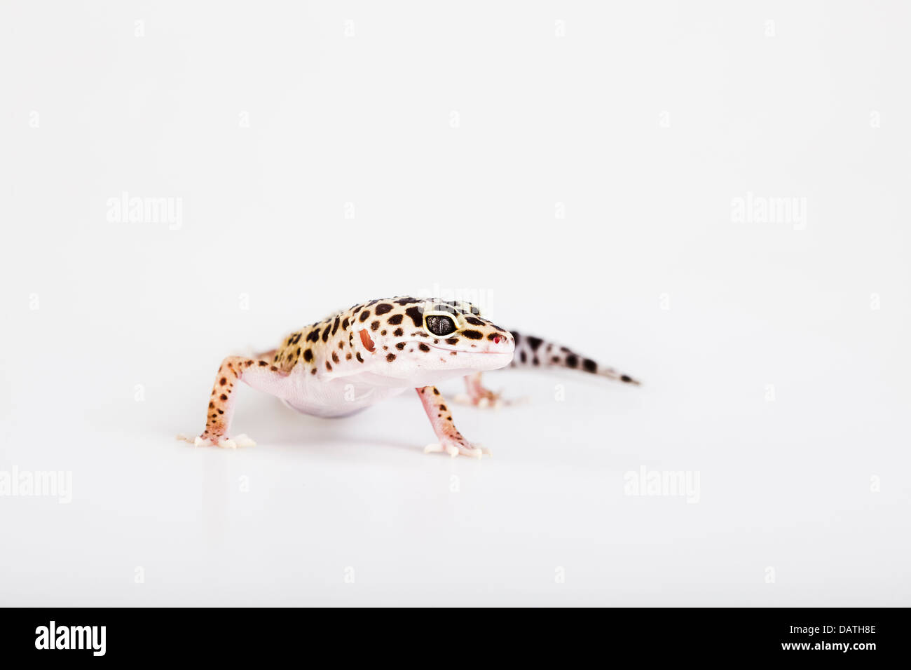 Gecko in a white background Stock Photo - Alamy