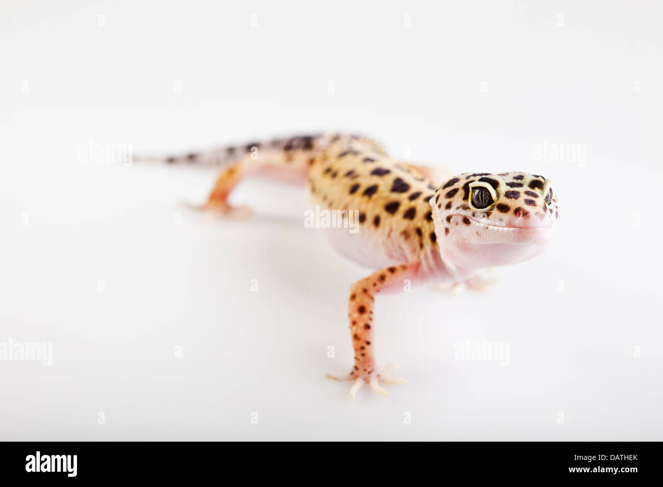 Gecko in a white background Stock Photo - Alamy