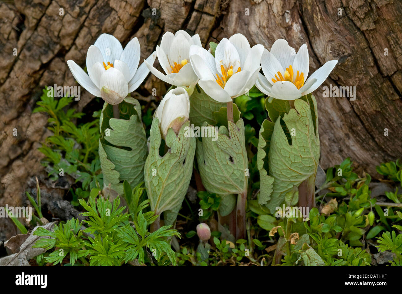 Bloodroot Sanguinaria canadensis blossoms Spring Hardwoods Eastern USA, by Skip Moody/Dembinsky Photo Assoc Stock Photo